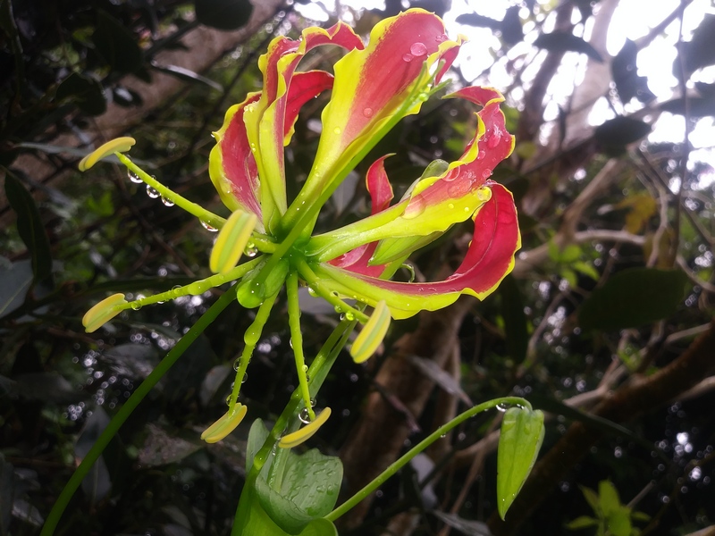 Gloriosa Lily