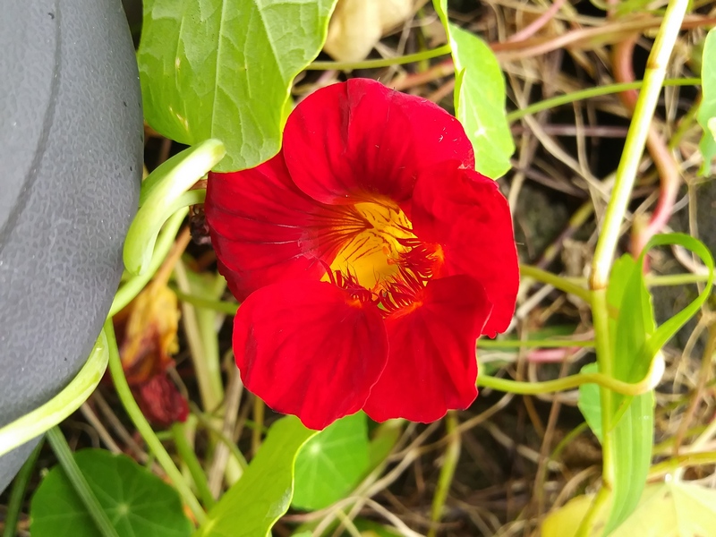 orange flower