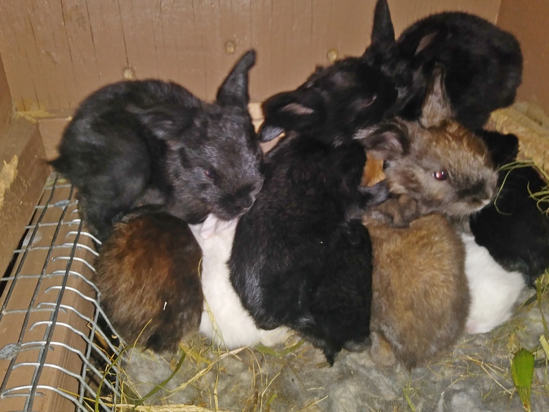 just over two week old baby bunnies