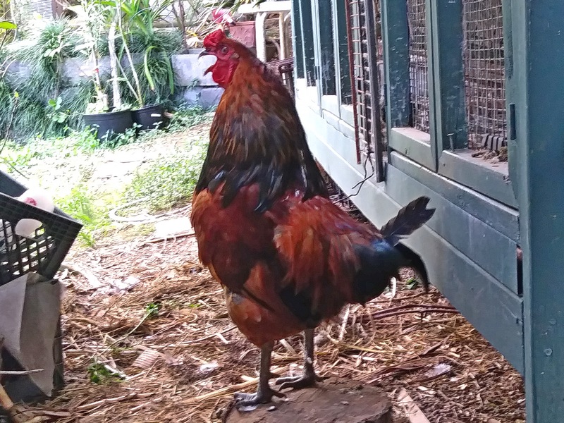 Ricky Rooster molting his tailfeathers