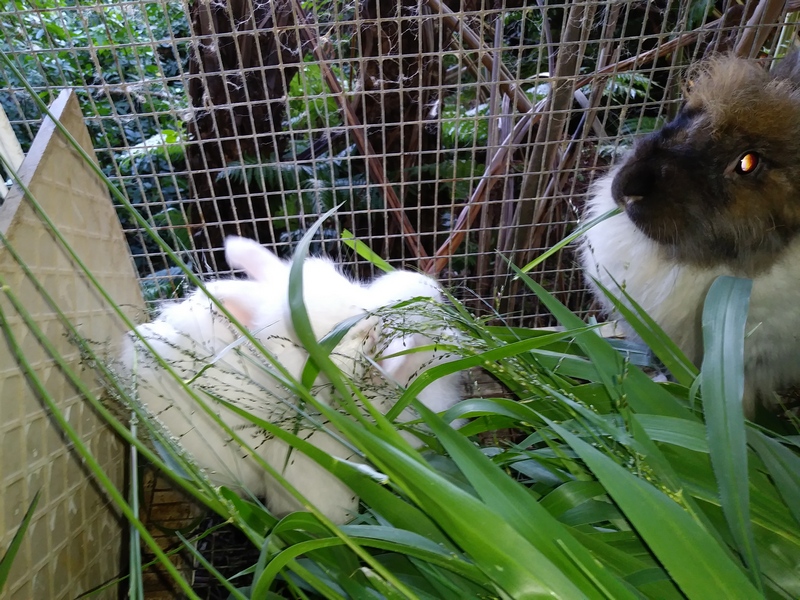 baby bunnies visiting auntie bunny next door