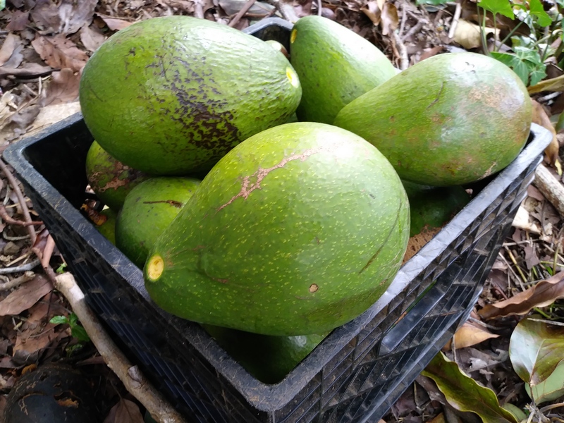 big green avocado