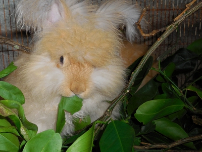 Bunny eating a citrus leaf