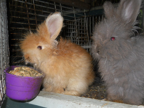 baby fawn and baby lilac bunnies eating