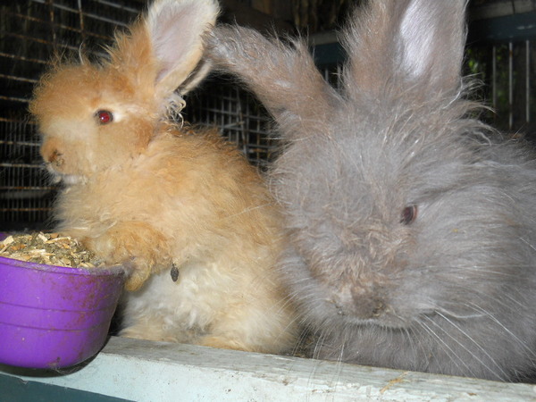 fawn and lilac babies eating