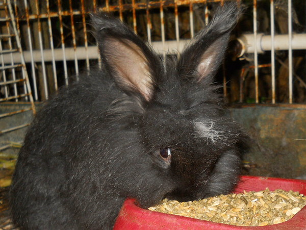 8 week old black baby angora