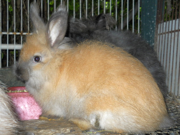 8 week old tortoiseshell English angora bunny