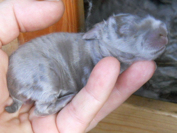 Tootsie and Sydney's blue baby bunny