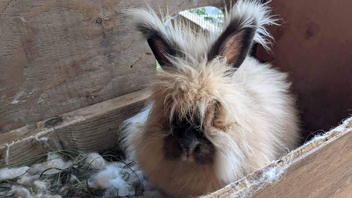 Hillside Camilla, a tortoiseshell doe