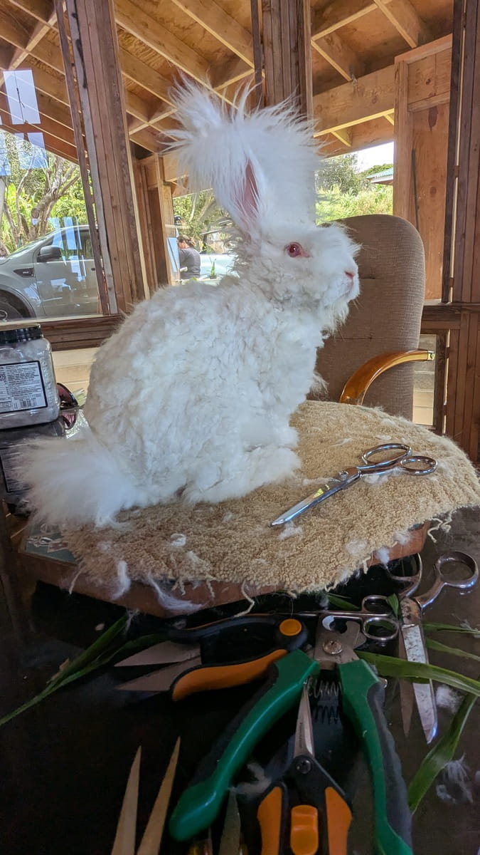 Hillside Dandelion, a Ruby Eyed White buck