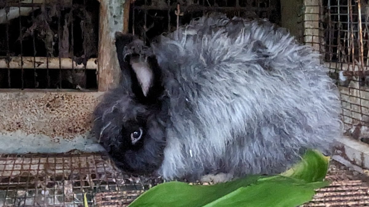 Puulani Octavian, a black buck