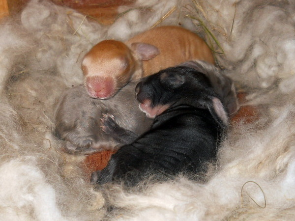 Happy & dry baby bunnies