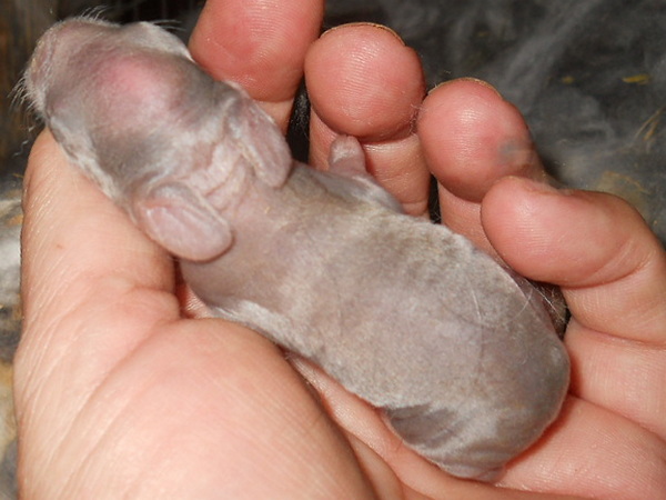 First tortoiseshell baby bunny