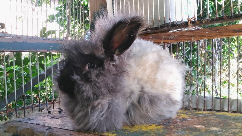 Hillside Veronica, a black doe