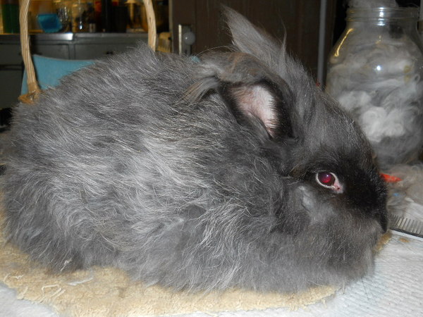 gray bunny with less fluff but still has hair on her