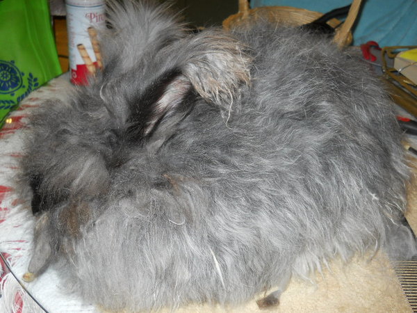 big fuzzy gray bunny