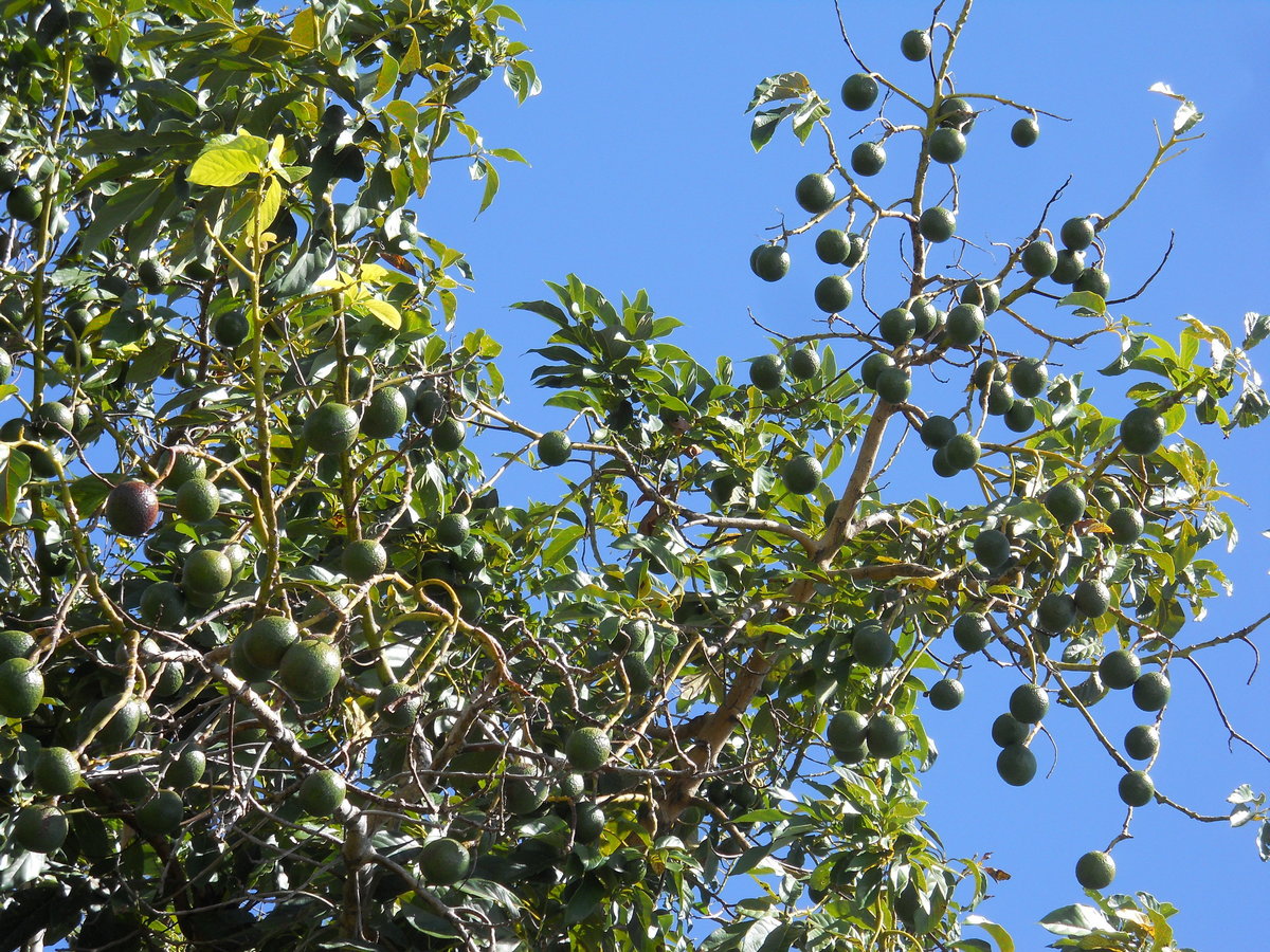 view of the avocado tree