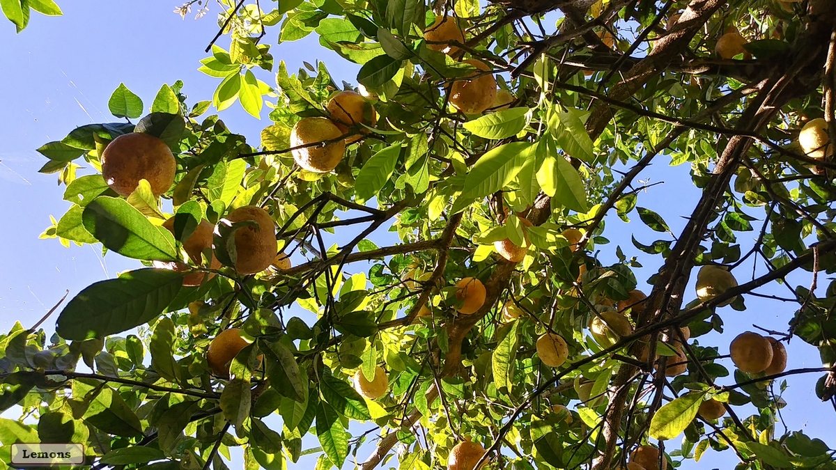 view of the lemon tree