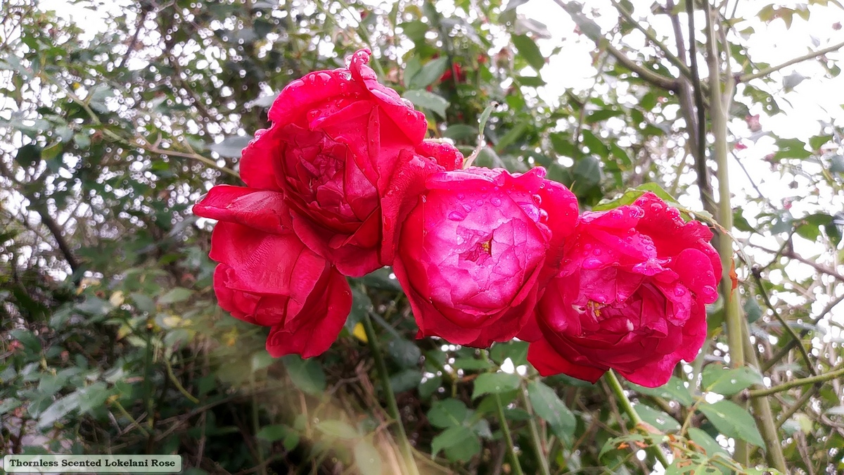 Scented thornless rose