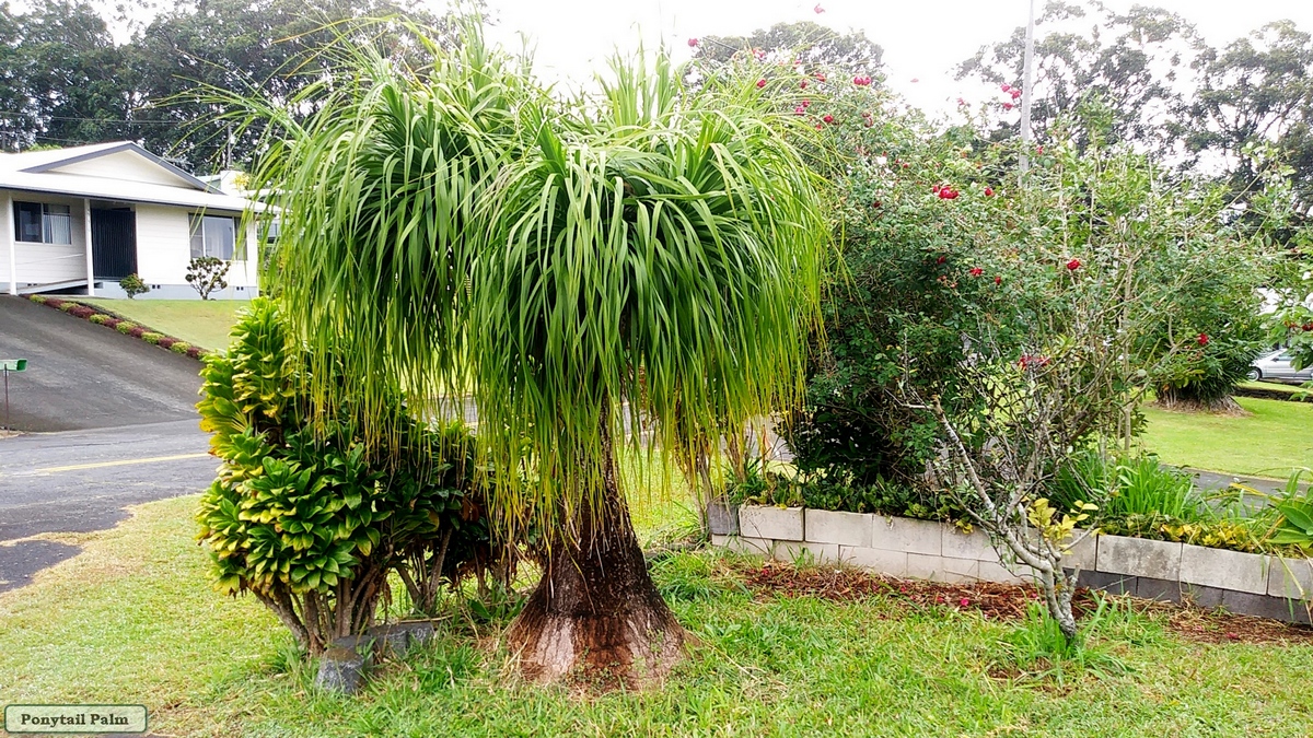 ponytail palm