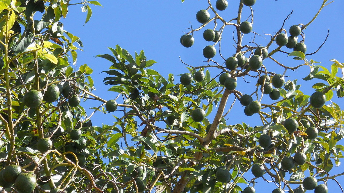 avocado tree