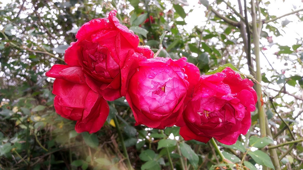 red Lokelani rose