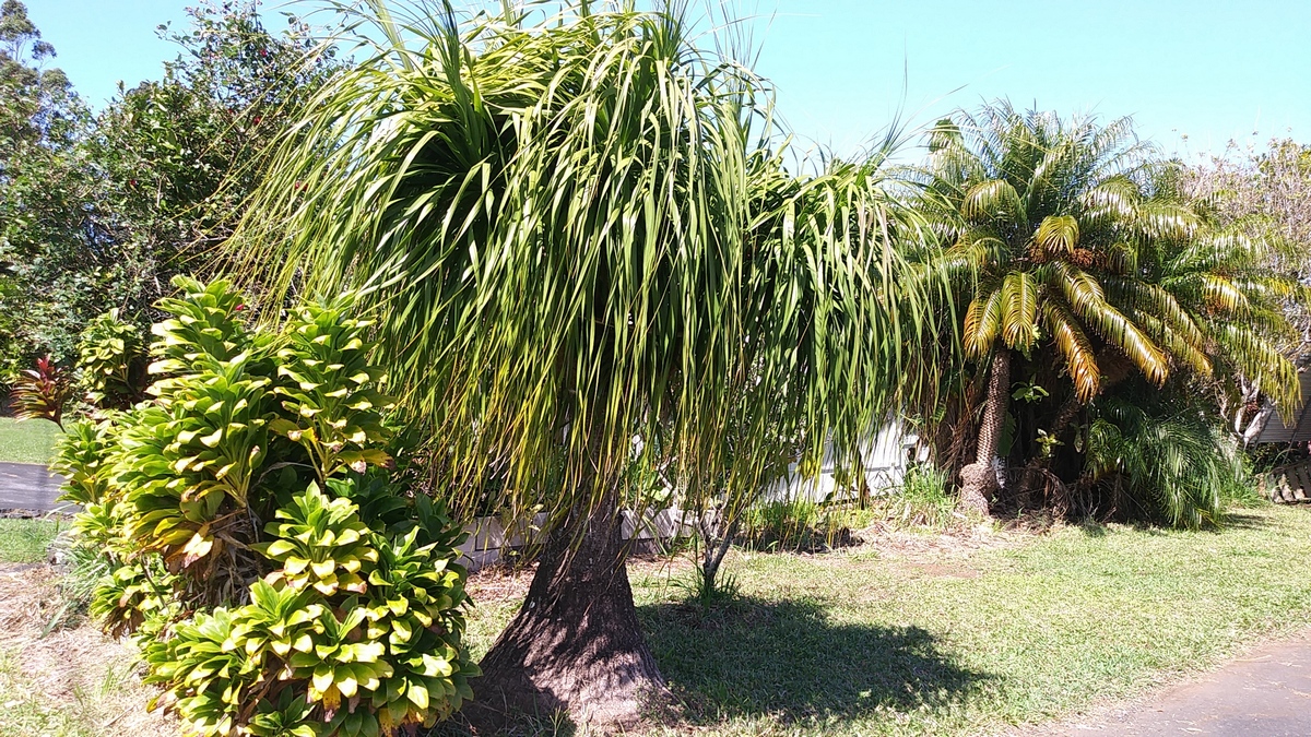 ponytail palm